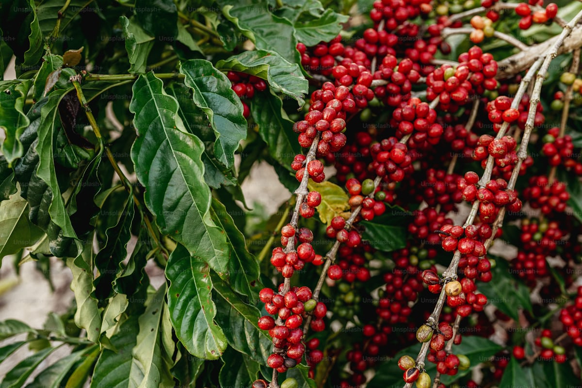 Cosecha de café hondureño en origen