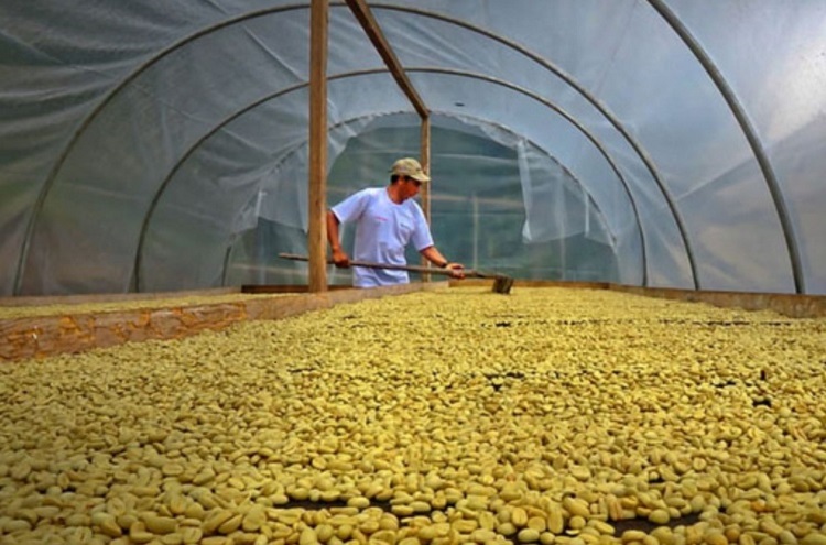 Trabajo del café durante el proceso en Honduras