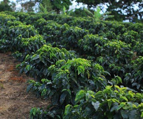 Plantas de café en una finca hondureña