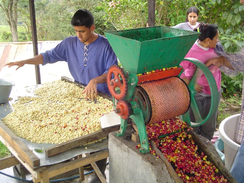 Despulpadora de café tradicional