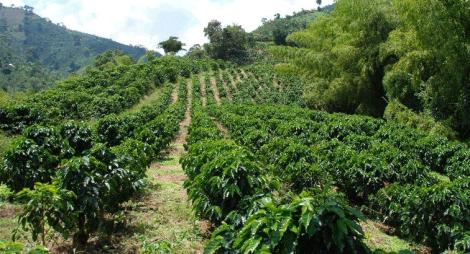 Finca de café en las montañas de Honduras